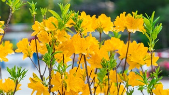 <i>Rhododendron molle</i> (Sheeploitered Azalea)